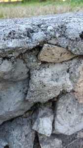 slurp les délicisuse fourmis